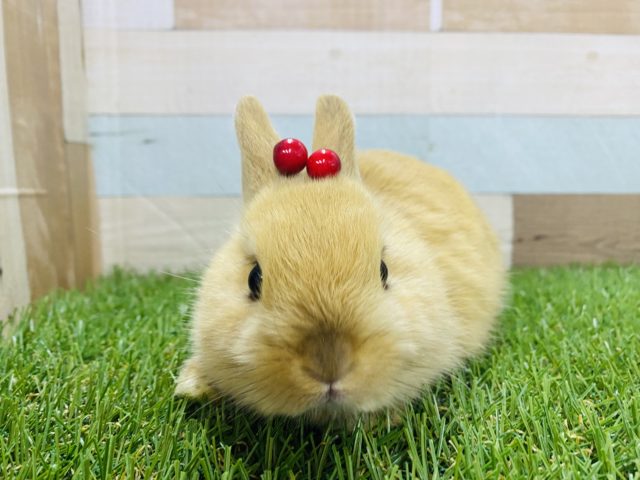 見かけによらずグイグイ来ます！！ネザーランドドワーフオレンジカラー☆