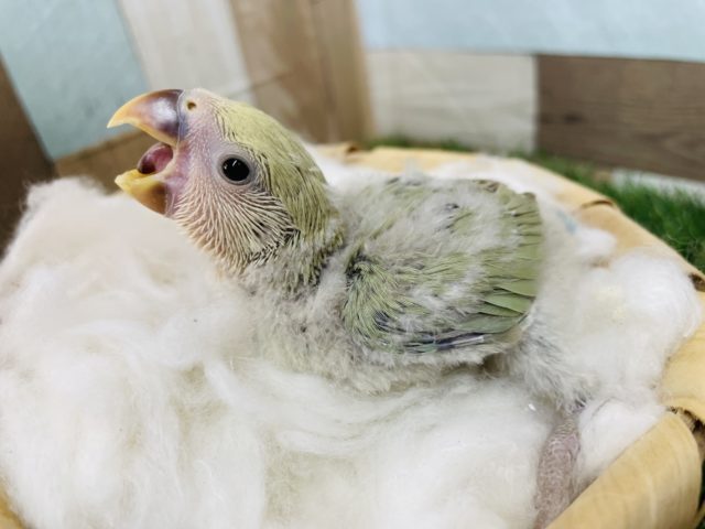 薄めグリーンの可愛いコ！コザクラインコのシーグリーン！