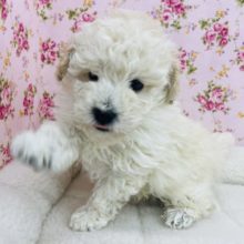 ホワイトカラー🤍おちびプードル　トイプードル　ホワイト　女の子