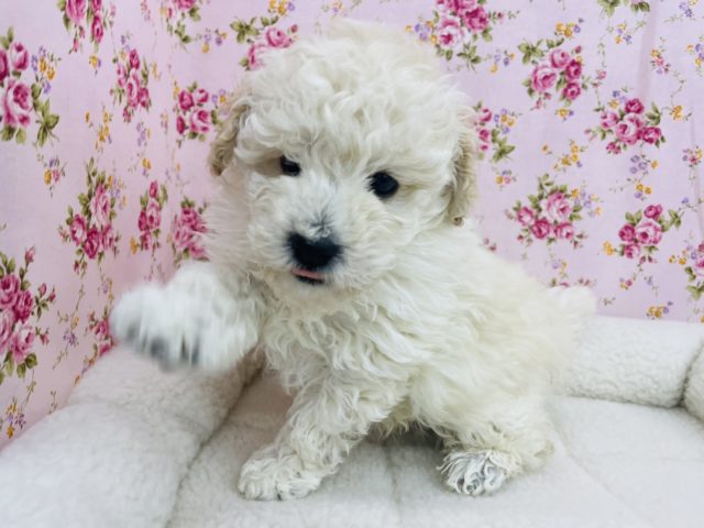 ホワイトカラー🤍おちびプードル　トイプードル　ホワイト　女の子