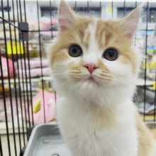 カッコよくて美形なスコ君だよ！　スコティッシュ　フォールド　男の子