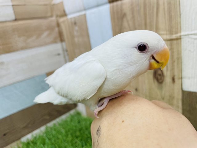 手の上大好きな甘えん坊！コザクラインコのアルビノ！