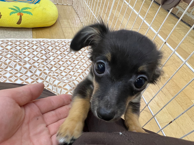 最新画像❣️うるうるな瞳のチワックスくんきました⭐️