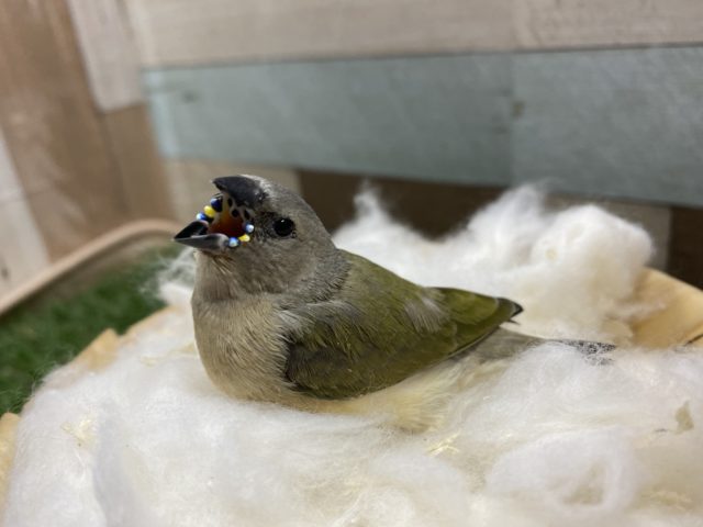 目の引く色鮮やかな姿へと成長していきます！コキンチョウノーマル