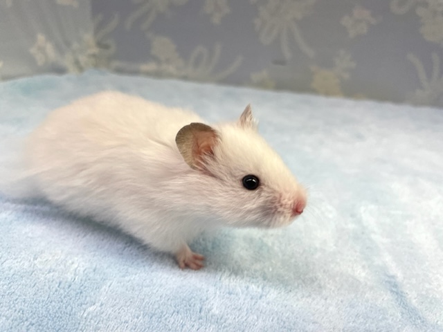 真っ白！長毛ハムスター　男の子　２０２２年１０月生まれ