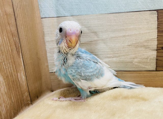 白×ブルーのパイドカラー！まだヒナヒナのセキセイインコ☆