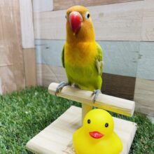 最新画像あり☆目を引く派手カラー☆ヤマブキボタンインコ（イエロー）