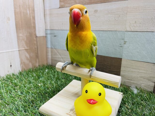 最新画像あり☆目を引く派手カラー☆ヤマブキボタンインコ（イエロー）