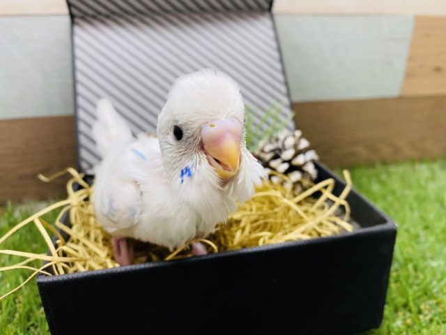 白が多めで美しいです♪セキセイインコパイドカラー！