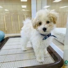 アプリコットのトイプードル天使舞い降りました！