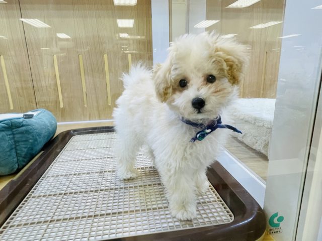 アプリコットのトイプードル天使舞い降りました！