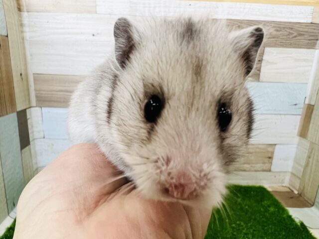 チョロ毛♡首元にアクセント☆シルバーカラーのゴールデンハムちゃん♪