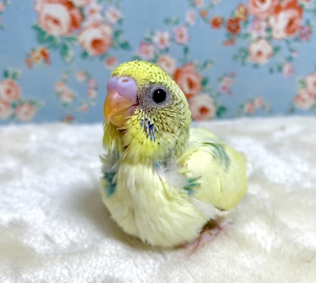セキセイインコ パステルレインボーパイド 🌈💛 12/25