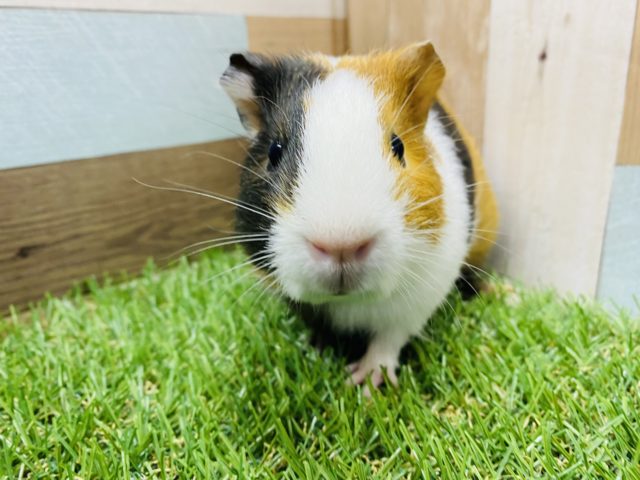 最新画像有り☆左右で見た目の違う男の子！イングリッシュモルモットの三色カラー！