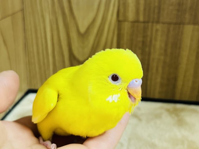 まぶしい笑顔‪☆セキセイインコ(ルチノー)ヒナ
