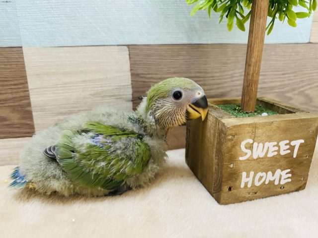 うぶ毛に包まれたヒナヒナなコザクラインコノーマルカラー♪
