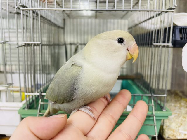 1人餌！最新画像になりますよ！！💓メロメロ必至です💓不思議な色合いのコザちゃん！！　コザクラインコ　アクアシナモンオパーリン