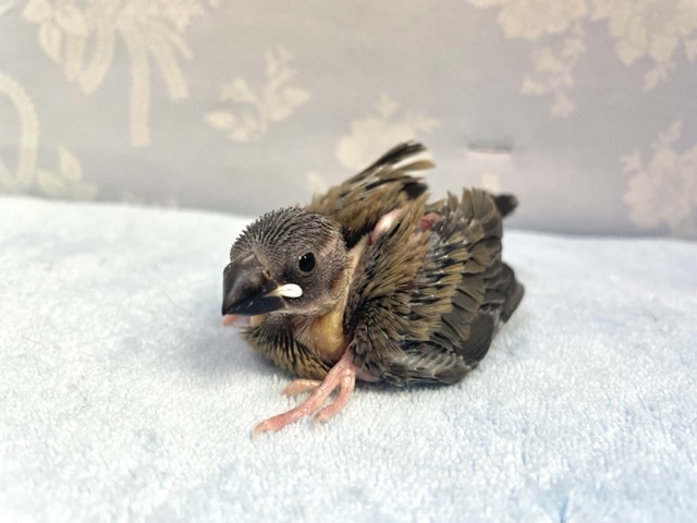 可愛さMAX💛桜文鳥２０２２年１１月生まれ