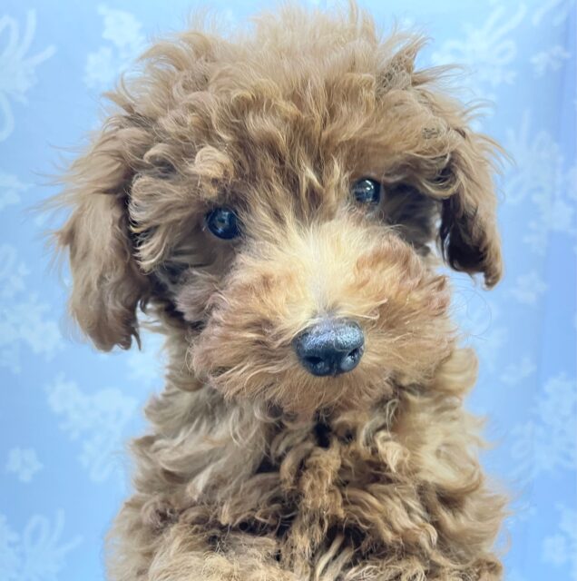 すくすく成長中~☺️　トイプードル（レッド）男の子☆　2022年10月1日生まれ！