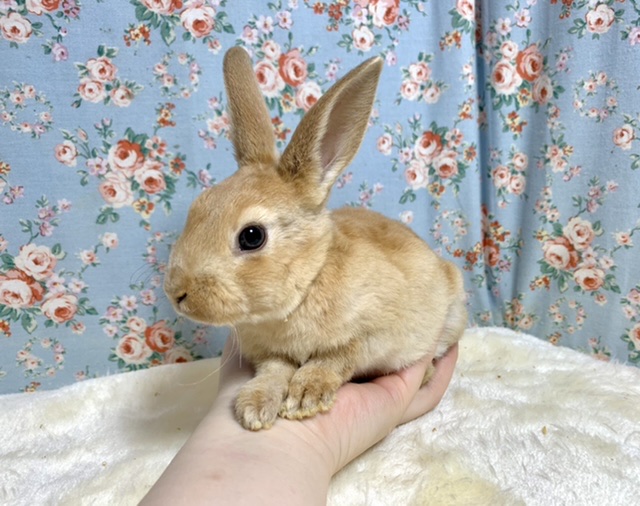 ミニレッキス　オレンジ🍊  女の子  12/8