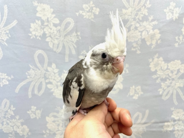 みてみて☆オカメインコ（ホワイトフェイス）２０２２年１０月生まれ