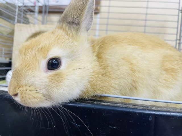 かまってほしいの！！　ネザーランドドワーフラビット　オレンジ　男の子