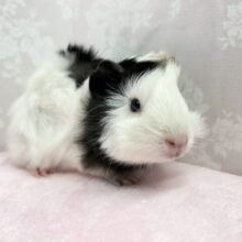 モキュ♥️巻き毛モルモット 女の子 2022年11月生まれ