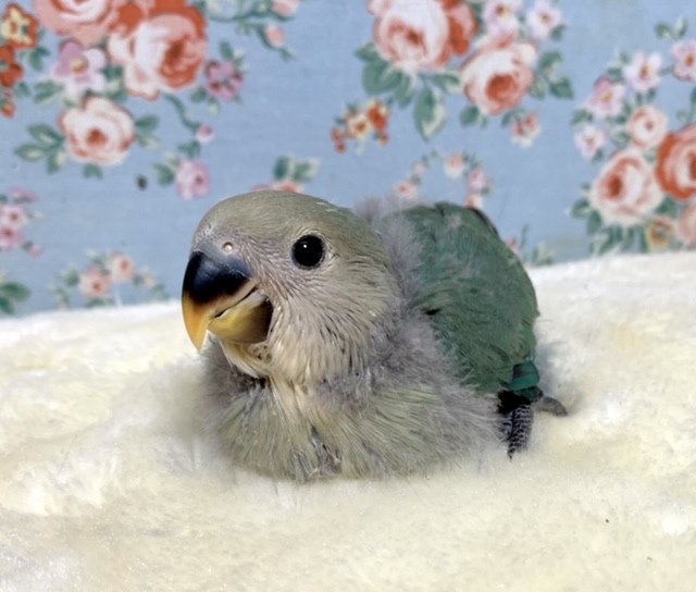 コザクラインコ ブルーチェリー 💙🍒 12/10