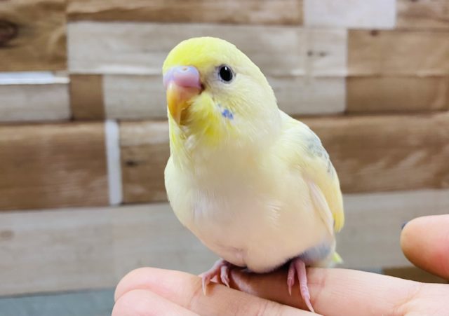 最新画像有り！ちょっぴり恥ずかしがり屋な可愛いコ！セキセイインコのパステルレインボーパイド！