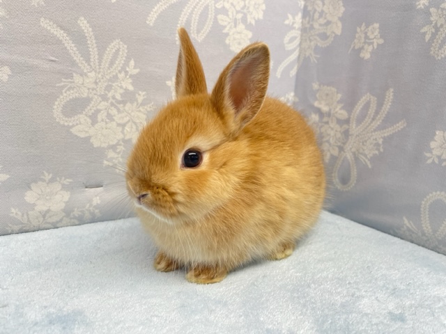 キュンかわ💛ネザーランドドワーフラビット（オレンジ系）男の子　２０２２年１１月生まれ