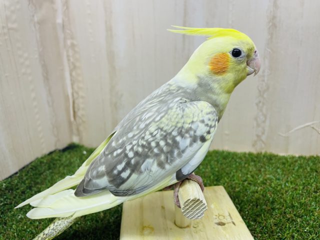 華やかな模様のオカメさん！！　オカメインコ　シナモンパール