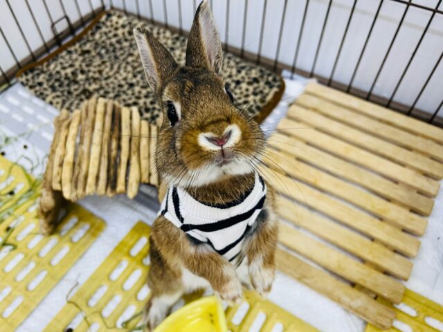 画像更新☆ギザ耳のチェスナット君！ネザーランドドワーフ☆