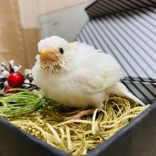 カキカキさせてくれます！色合いが可愛すぎる十姉妹♡