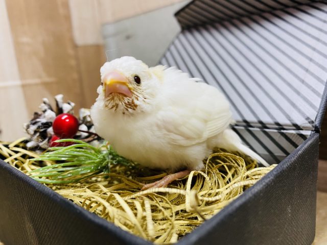 カキカキさせてくれます！色合いが可愛すぎる十姉妹♡
