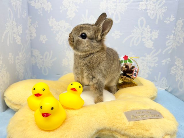 可愛い♥️ネザーランドドワーフ(チェスナット)2022年12月生まれ