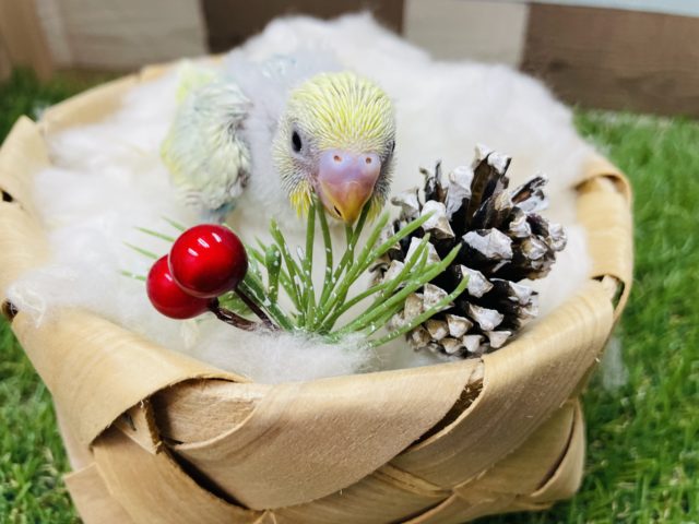 明るいグリーンとイエローの人気カラー！セキセイインコのパステルカラーレインボー！