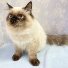 かわいい❤️ヒマラヤン(シールポイント)  男の子  2022年7月5日生まれ