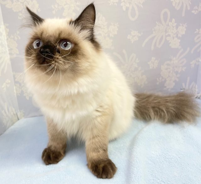 かわいい❤️ヒマラヤン(シールポイント) 男の子 2022年7月5日生まれ