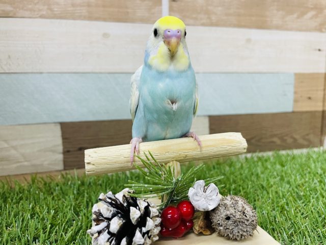 明るいブルーが可愛いんですっ！セキセイインコのパステルレインボー！