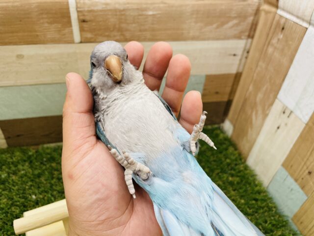 最新画像アリ！ヒナ餌卒業！ワクワクっ♪元気いっぱいな子です！オキナインコのブルーカラー！