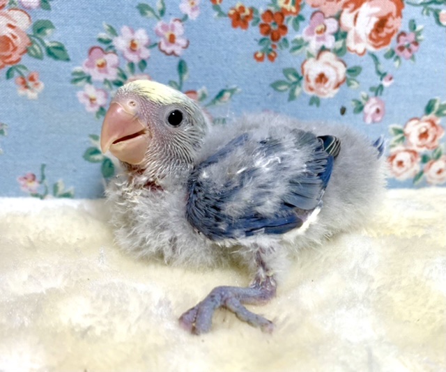 コザクラインコ モーヴパイド 💜.*･ﾟ 12/10