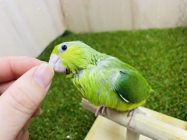 ペレット食べてます！！ベリーキュートなみどりのマメたん💚　マメルリハ　ノーマル　女の子　