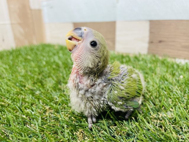 わたわた可愛いヒナさんです！コザクラインコのノーマル！