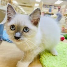 気品溢れる…べっぴんラグドールちゃん女のコ💛♀