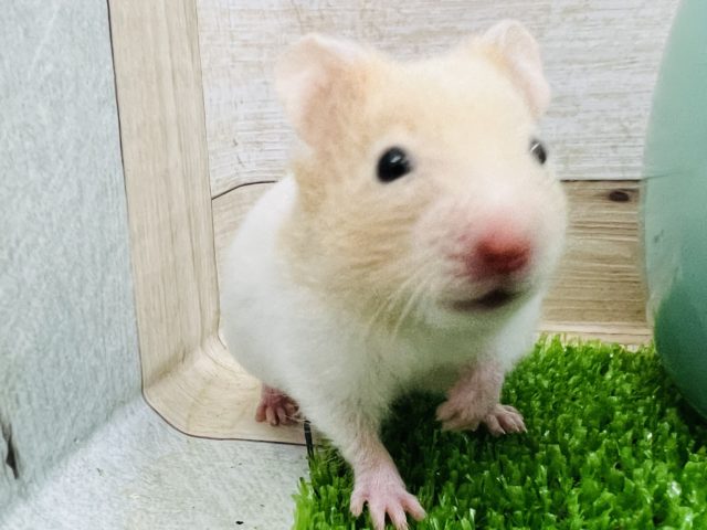 あどけなくてキュン♡クリームバンデットハムスター☆