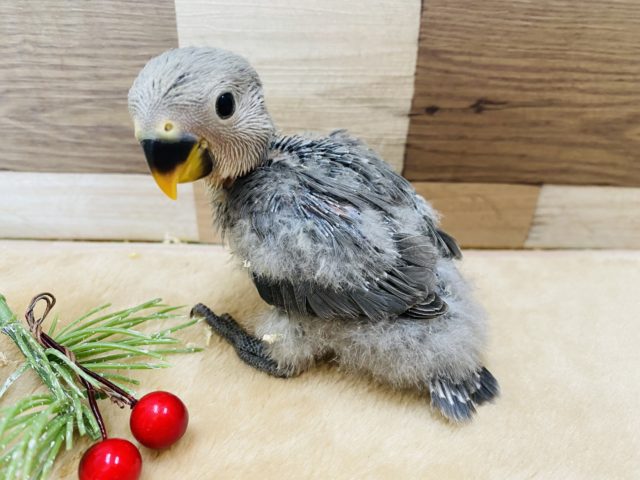 落ち着いたカラーが素敵です♪コザクラインコモーブ