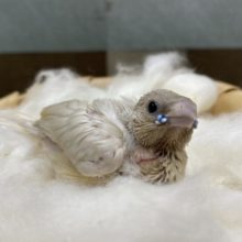 色味が出てくるのが楽しみなコキンチョウシルバー☆