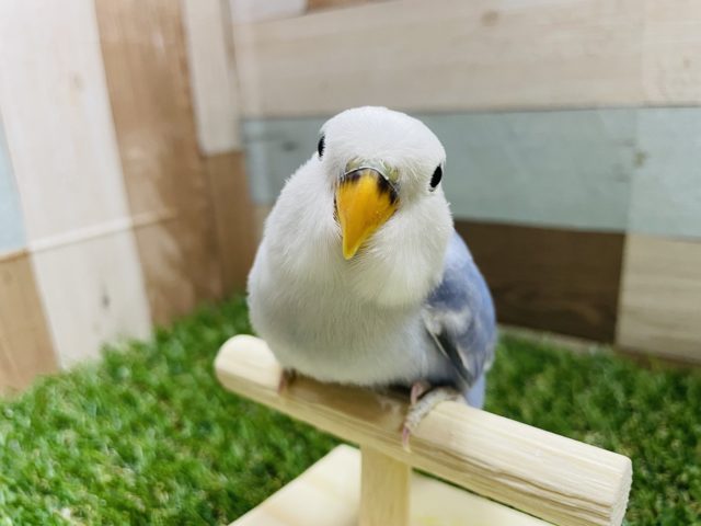 最新画像有り☆綿毛が残っていて可愛らしい！コザクラインコのバイオレットパイド！