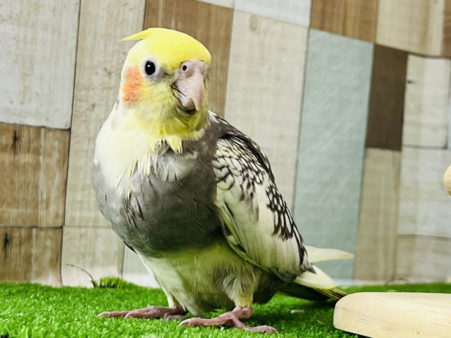 チョッキを着てる⁉︎パールパイドオカメインコ