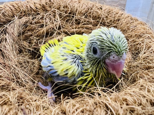 鮮やか！マメルリハ☆アメリカンイエロー